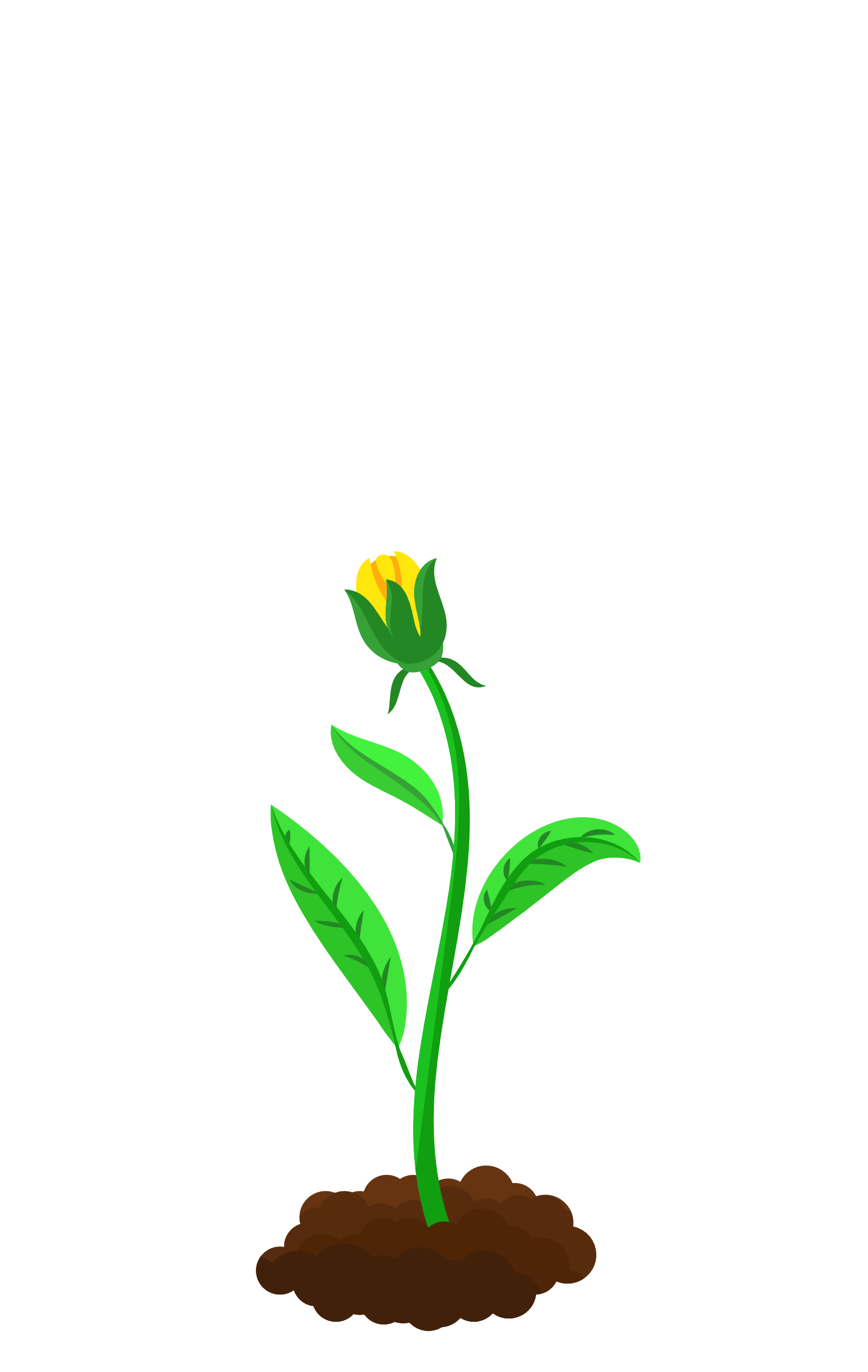 Knospen-Bloom