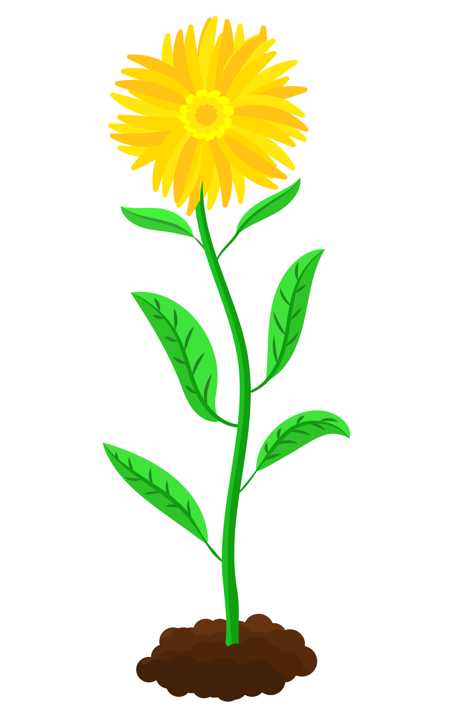 Voll erblühte Bloom